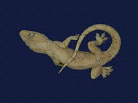 藏品(蝎虎)的圖片